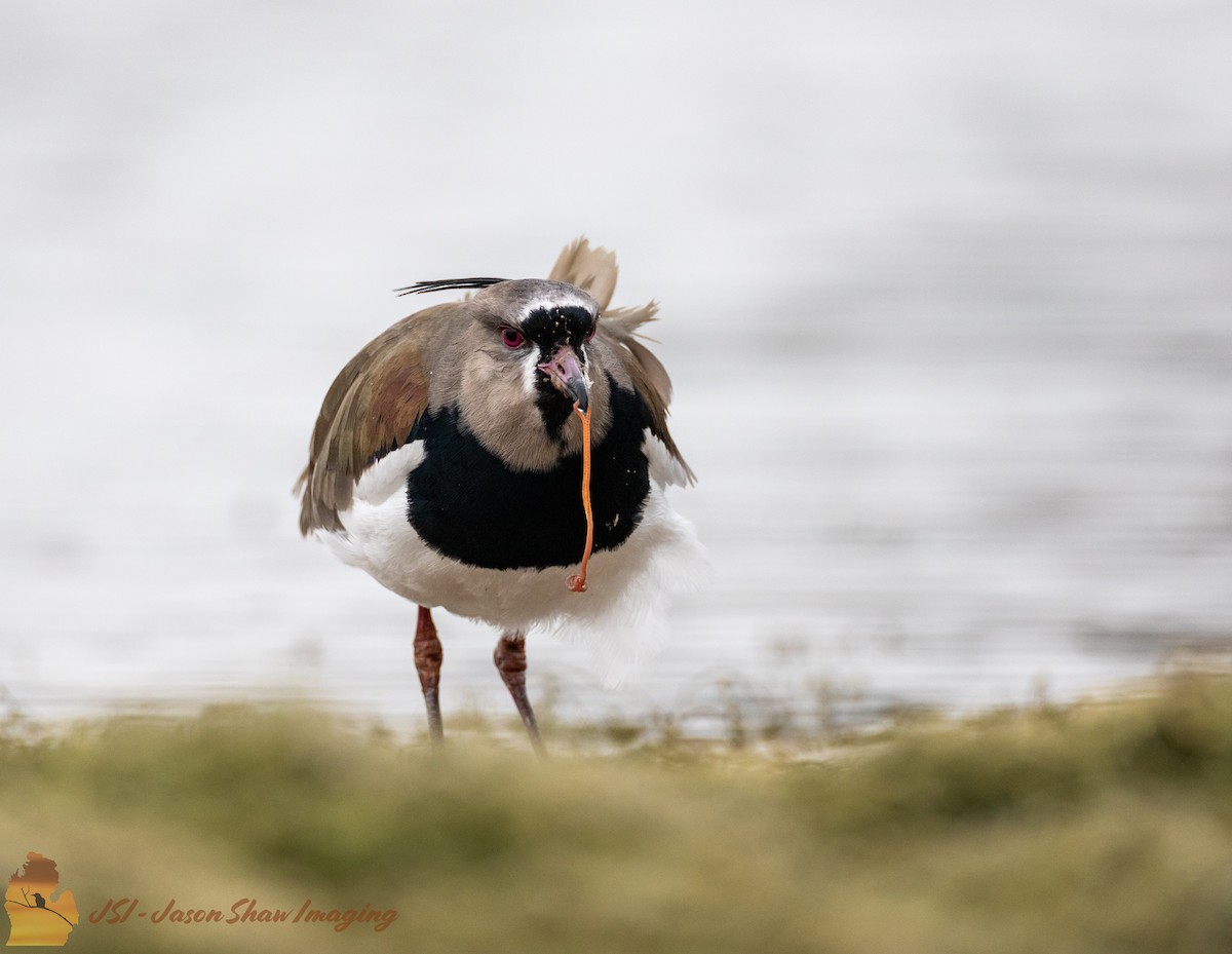 Southern Lapwing - ML572062051