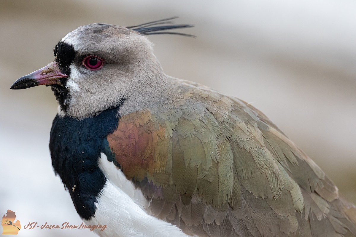 Southern Lapwing - ML572062111