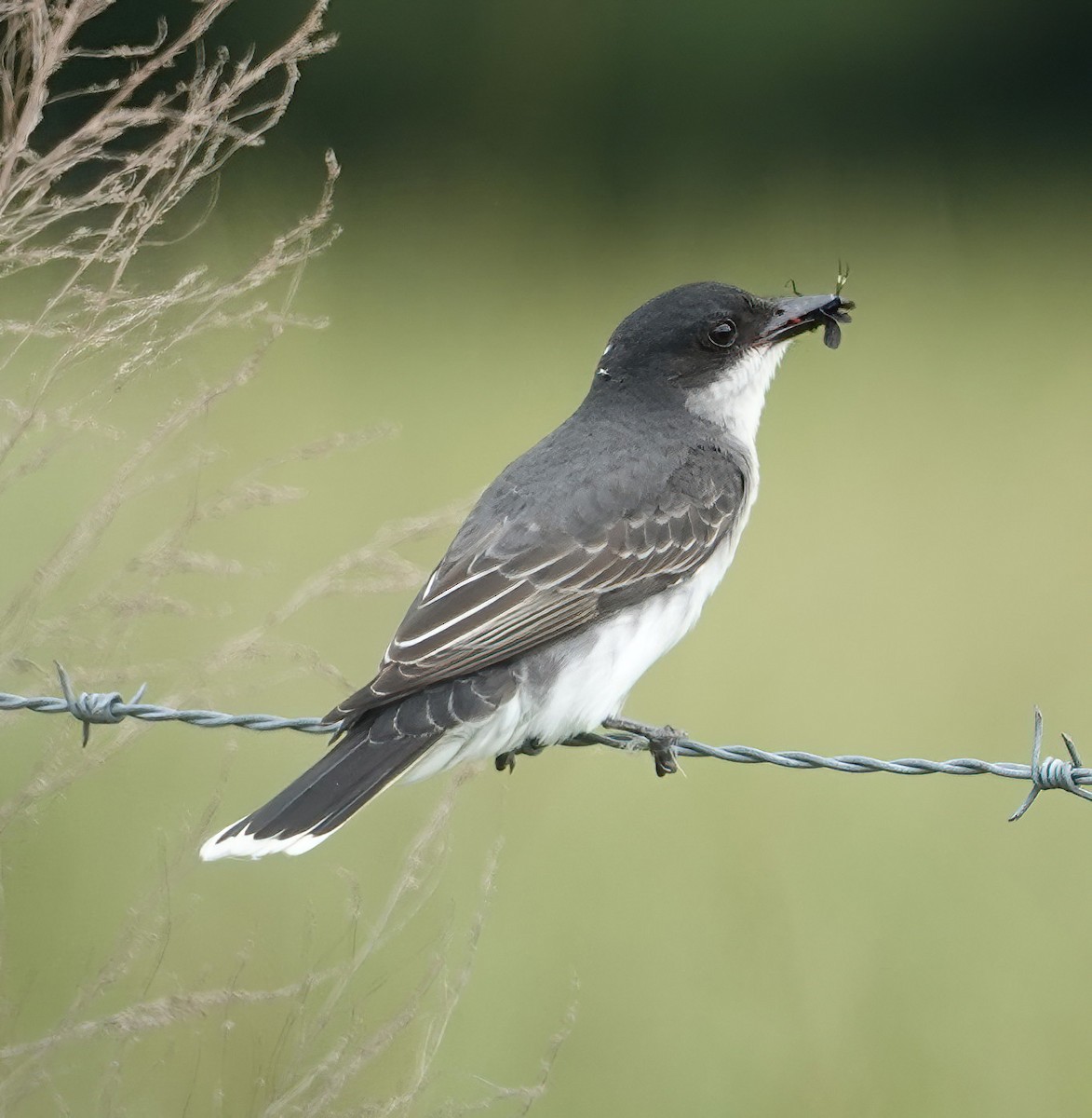 Eastern Kingbird - ML572062481