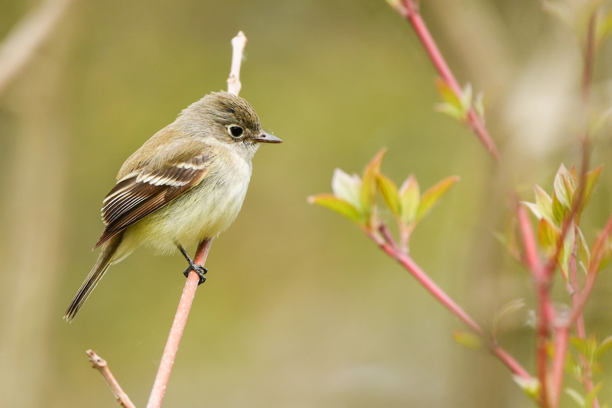 Least Flycatcher - ML572062621