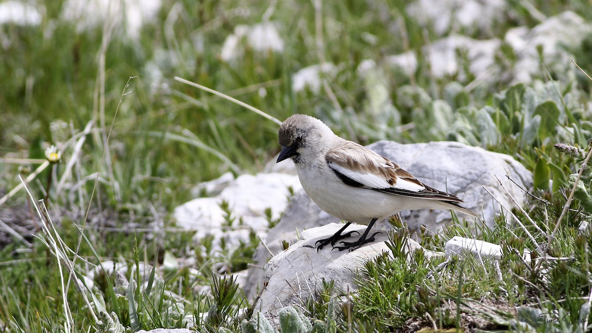 White-winged Snowfinch - Turan UCA