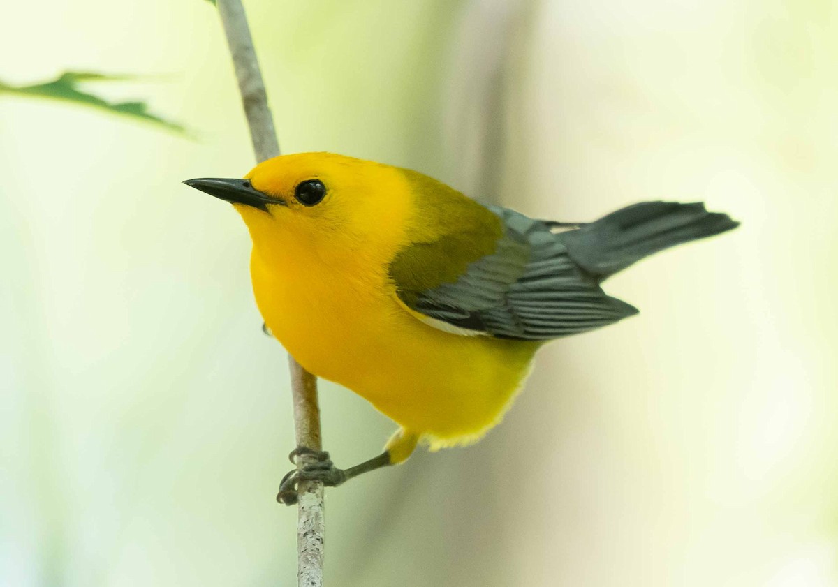 Prothonotary Warbler - Gordon Karre