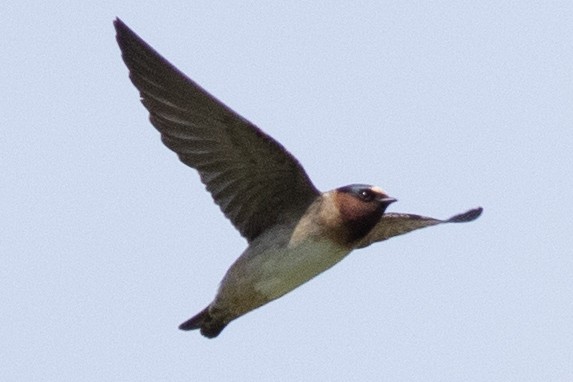 Cliff Swallow (pyrrhonota Group) - ML572063191