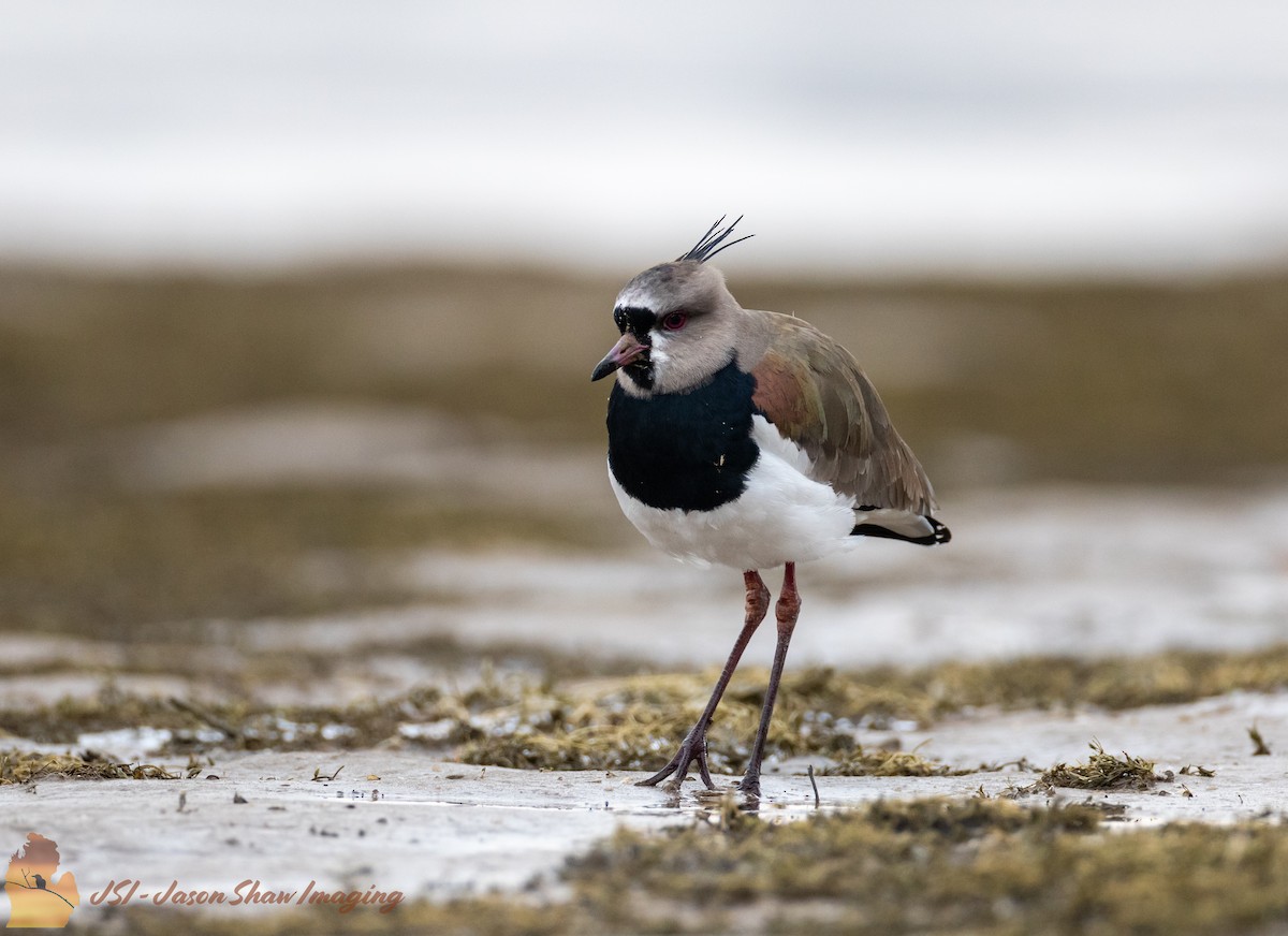 Southern Lapwing - ML572063491