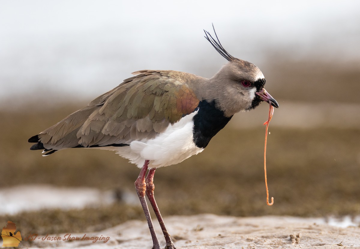 Southern Lapwing - ML572063571