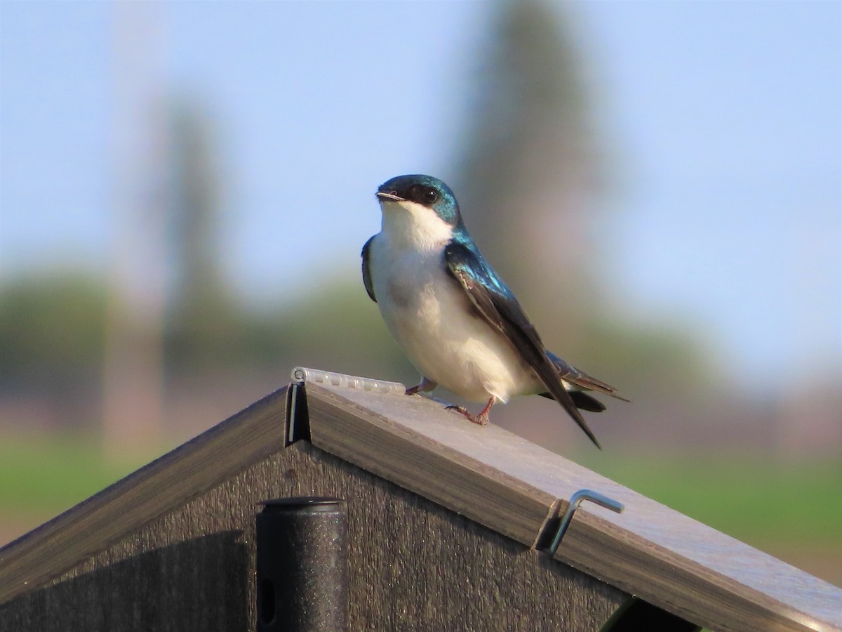 Tree Swallow - ML572064151