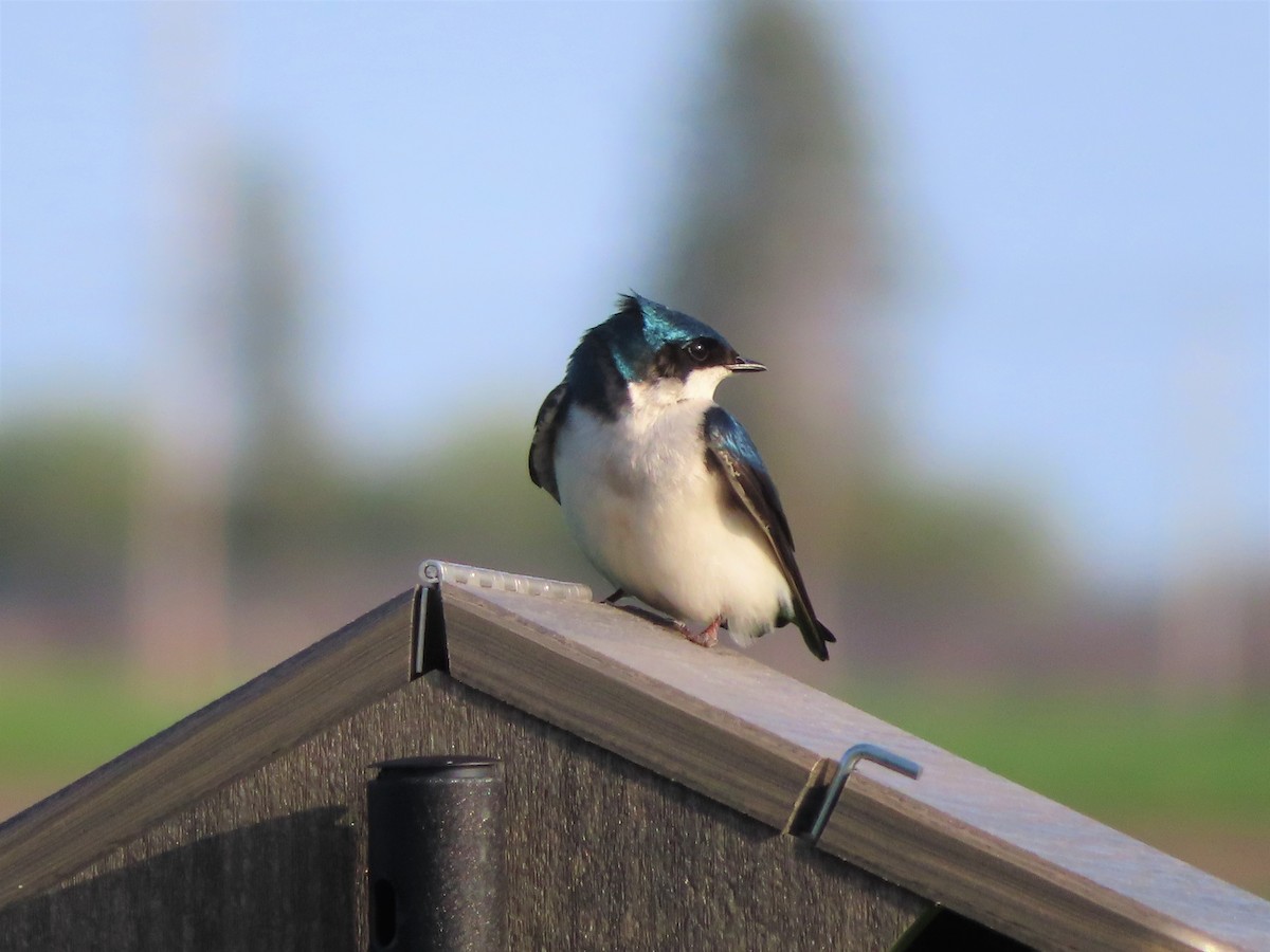 Tree Swallow - ML572064421