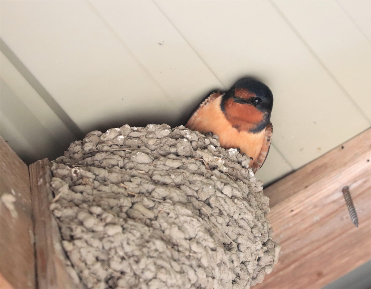 Barn Swallow - ML572066611