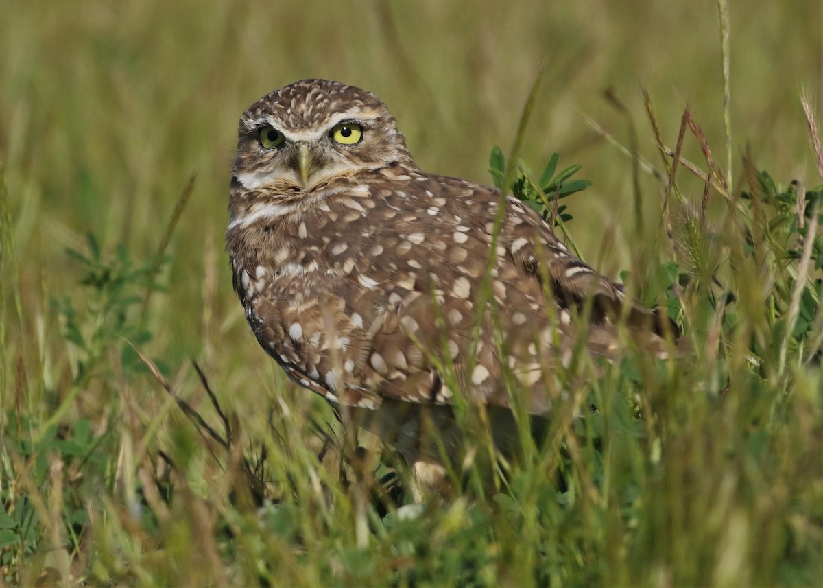 Burrowing Owl - Dean LaTray