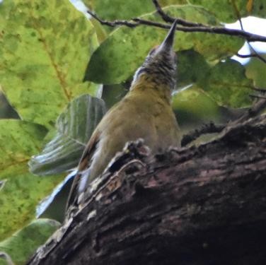 Gray-headed Woodpecker - ML572067431