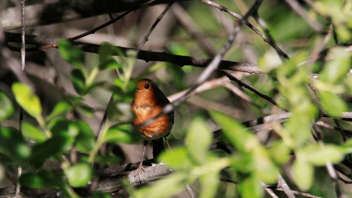 European Robin - ML572068121