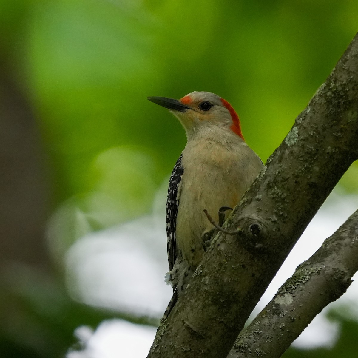 Red-bellied Woodpecker - ML572068451