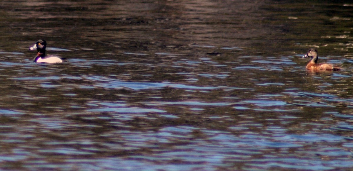 Ring-necked Duck - ML572068951