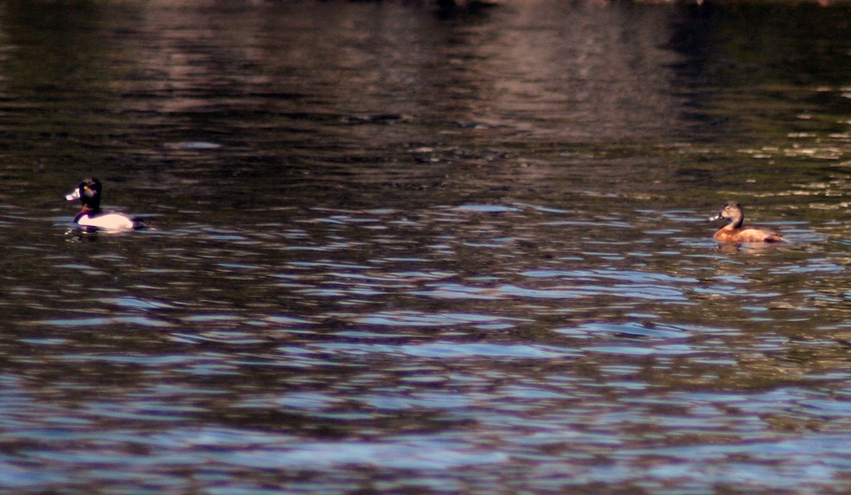 Ring-necked Duck - Mathieu Beaudin