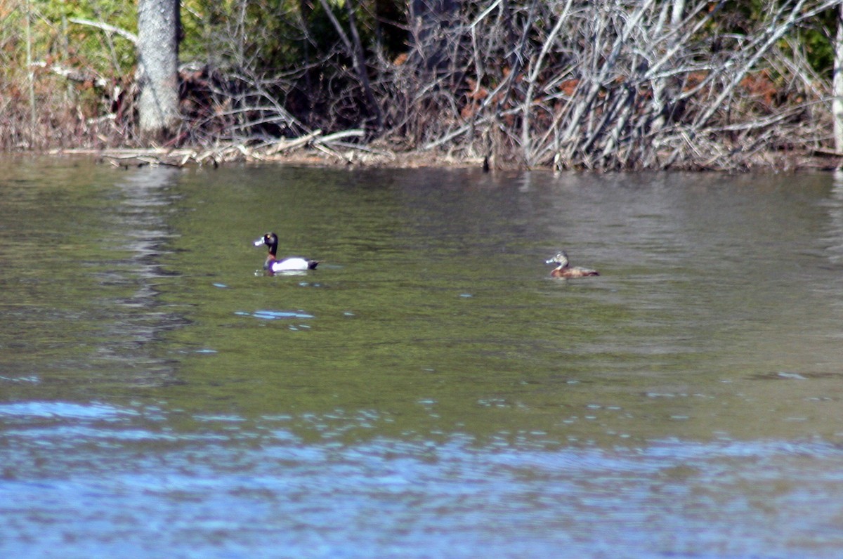 Ring-necked Duck - ML572068981