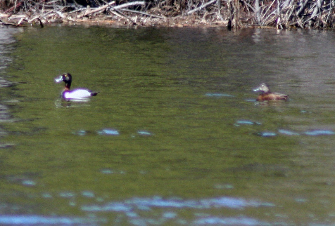 Ring-necked Duck - ML572068991