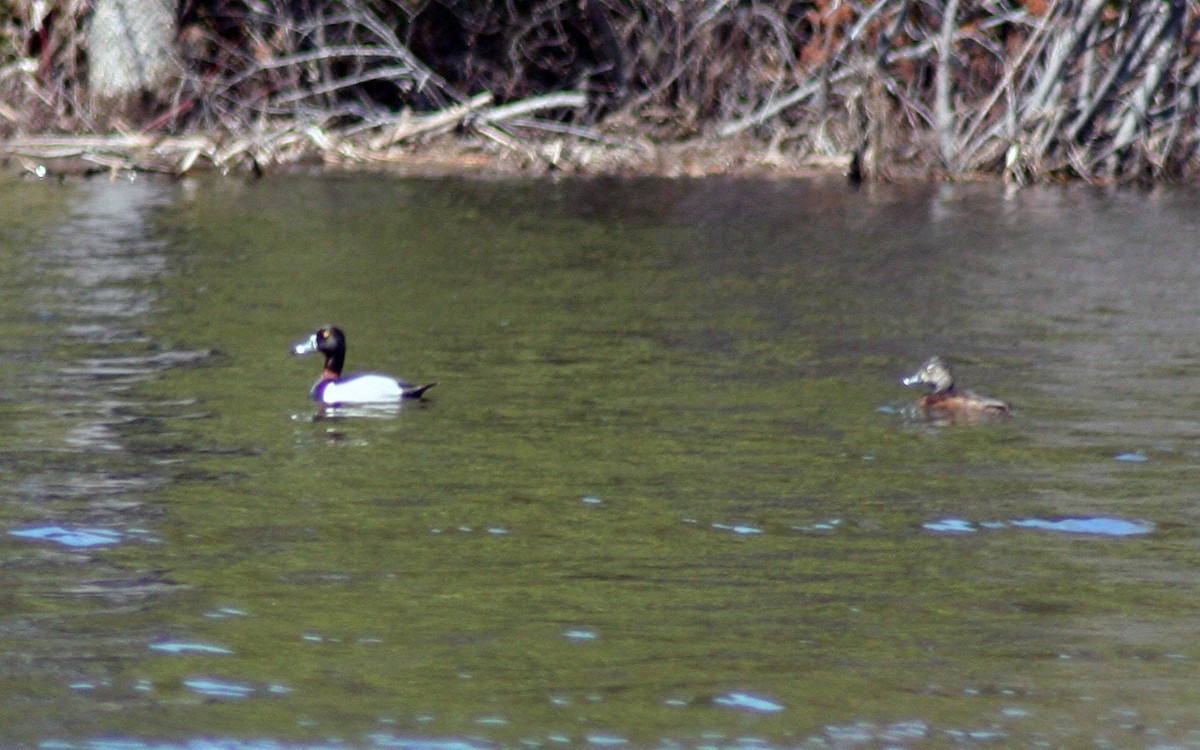 Ring-necked Duck - ML572069001