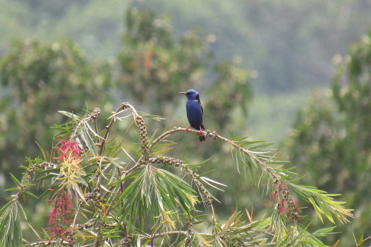 Red-legged Honeycreeper - ML572069141