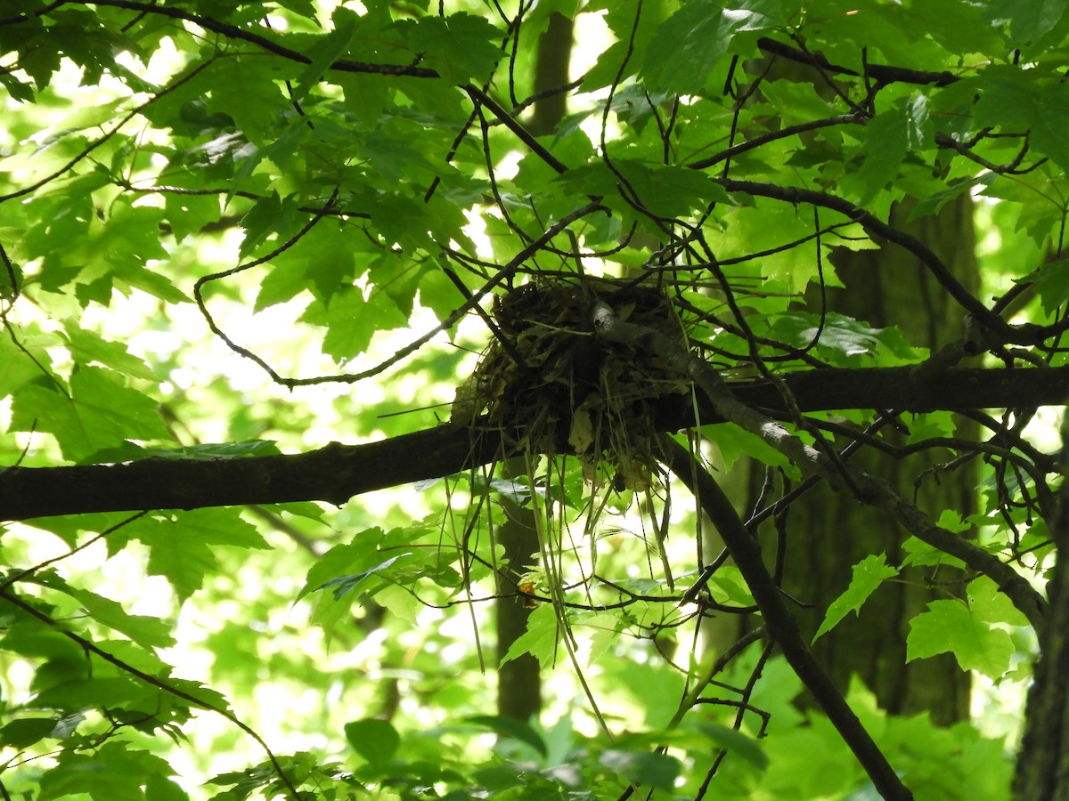 Wood Thrush - ML572069181