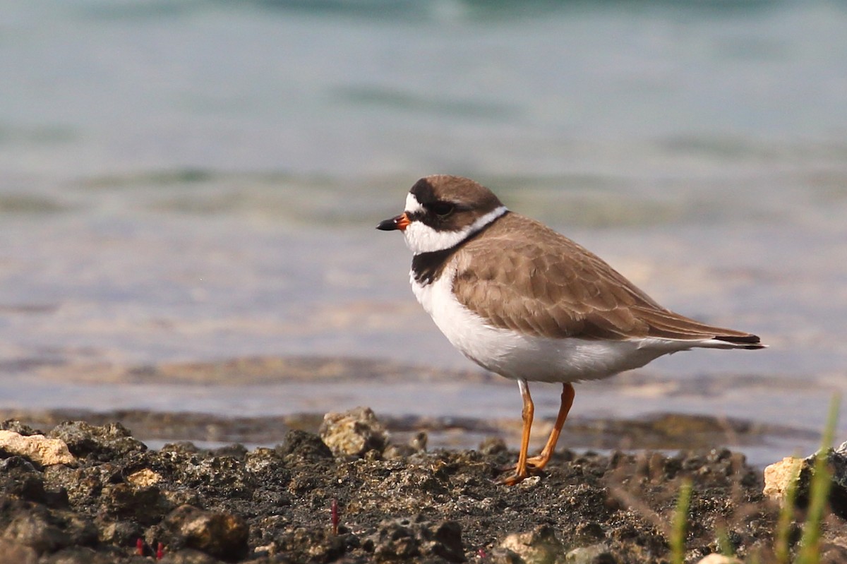 Semipalmated Plover - ML572069361