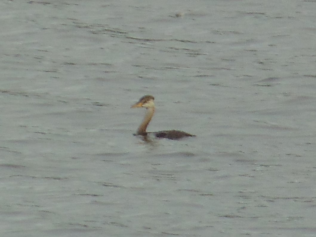 Red-necked Grebe - ML572069371