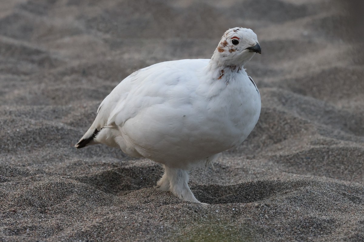 Willow Ptarmigan - ML572069681