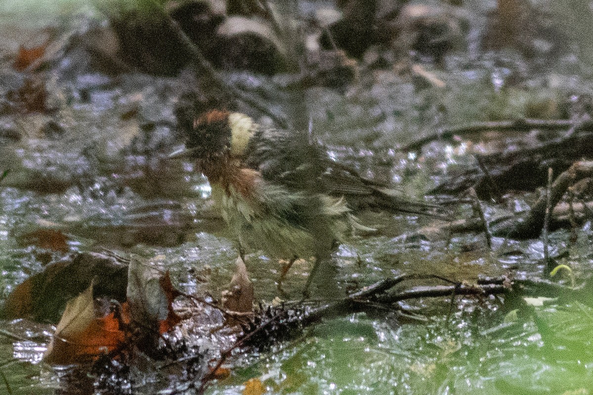 Bay-breasted Warbler - ML572070211