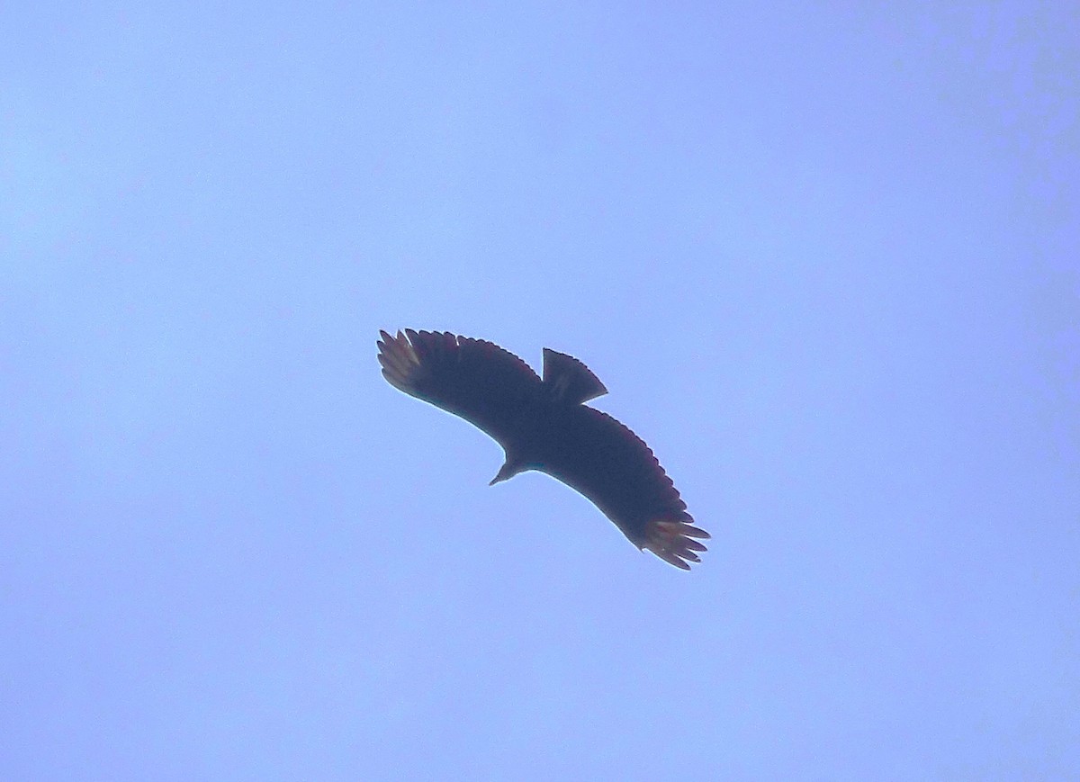 Black Vulture - ML572070631