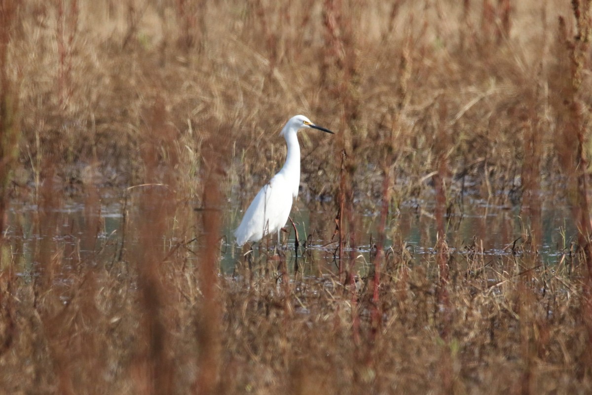 Snowy Egret - ML572071141