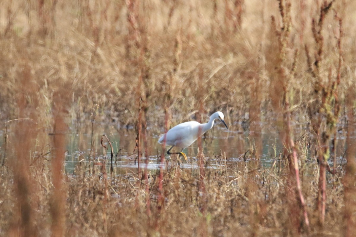 Snowy Egret - ML572071151