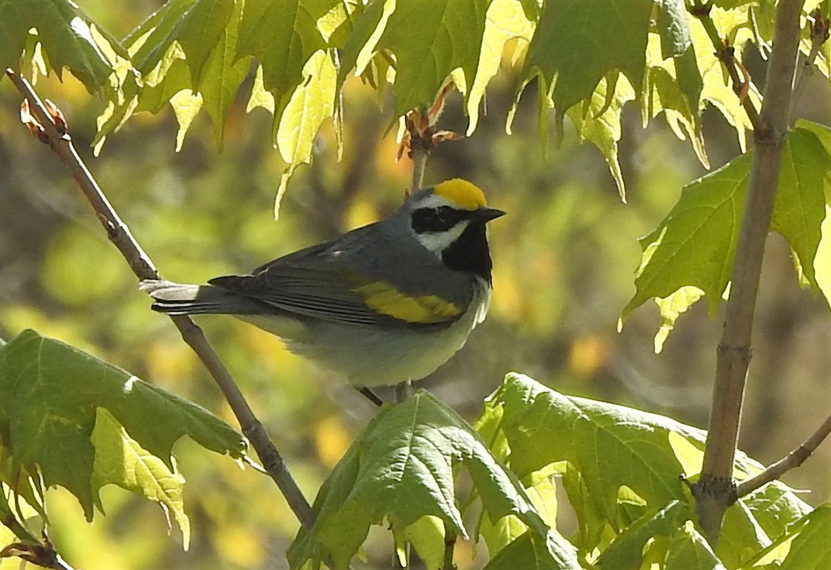 Golden-winged Warbler - ML572071221