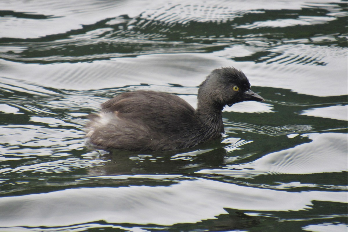 Least Grebe - ML572071351