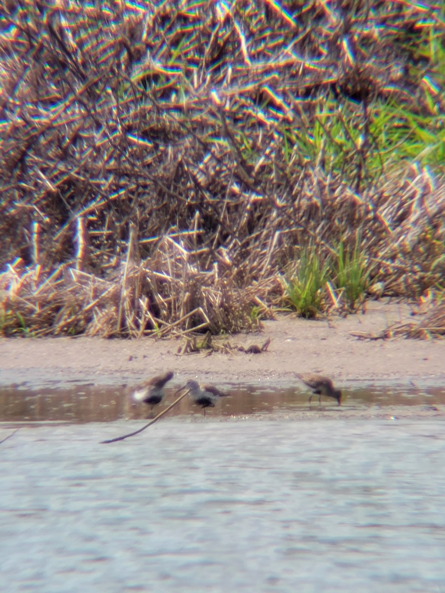 Dunlin - ML572071391