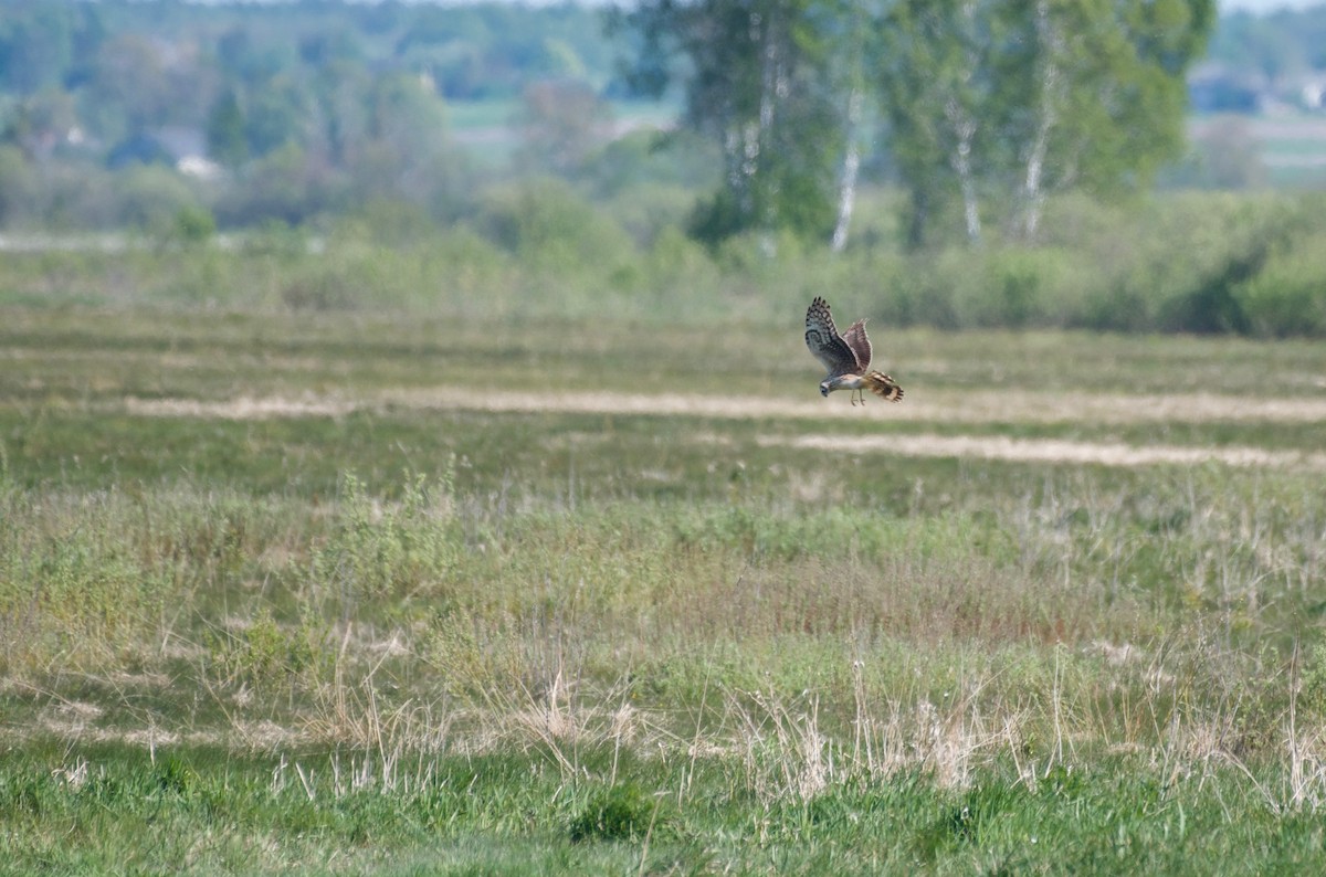 Hen Harrier - ML572071511