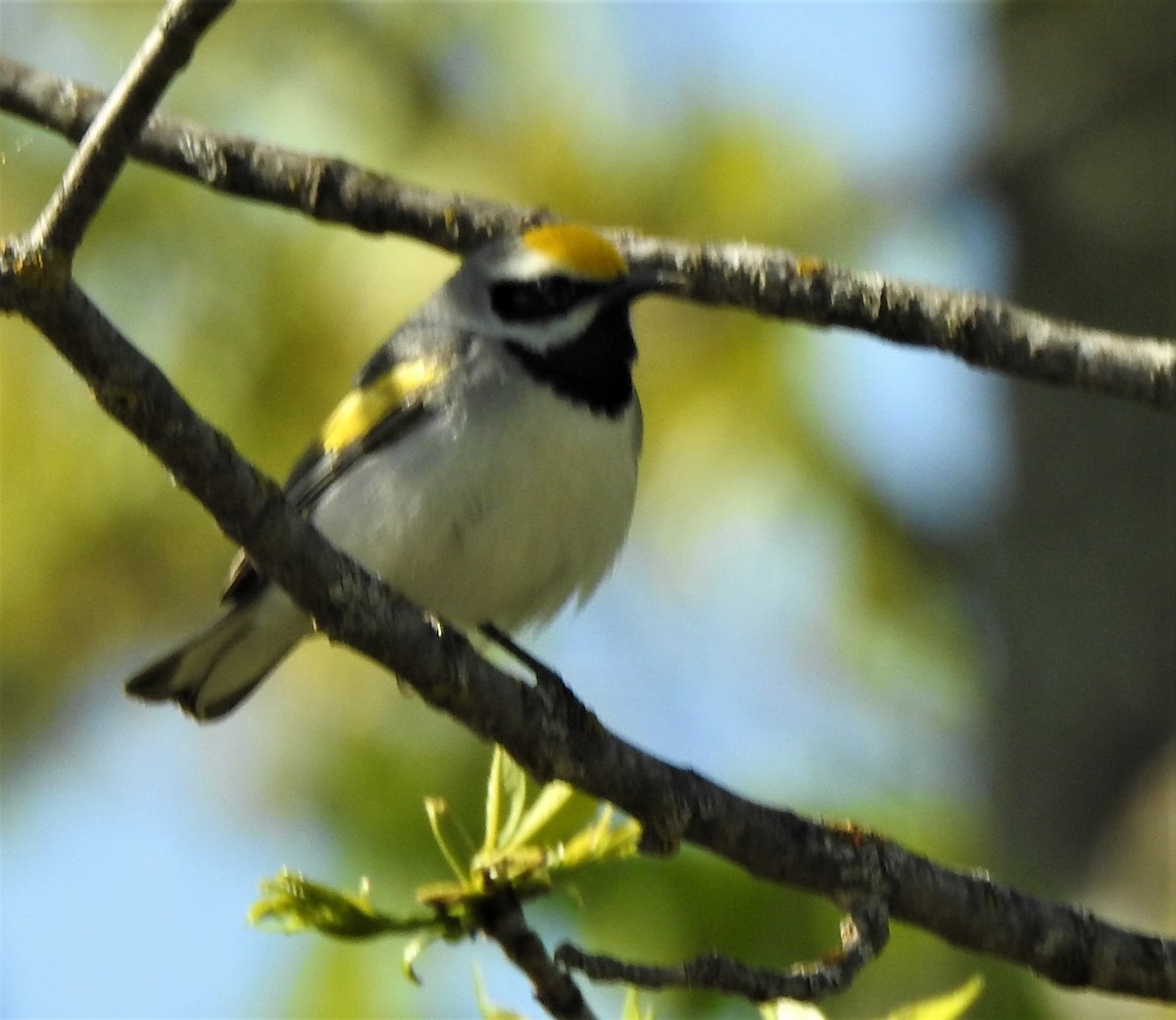 Golden-winged Warbler - ML572071691