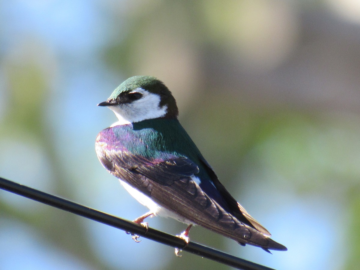 Violet-green Swallow - ML572071711