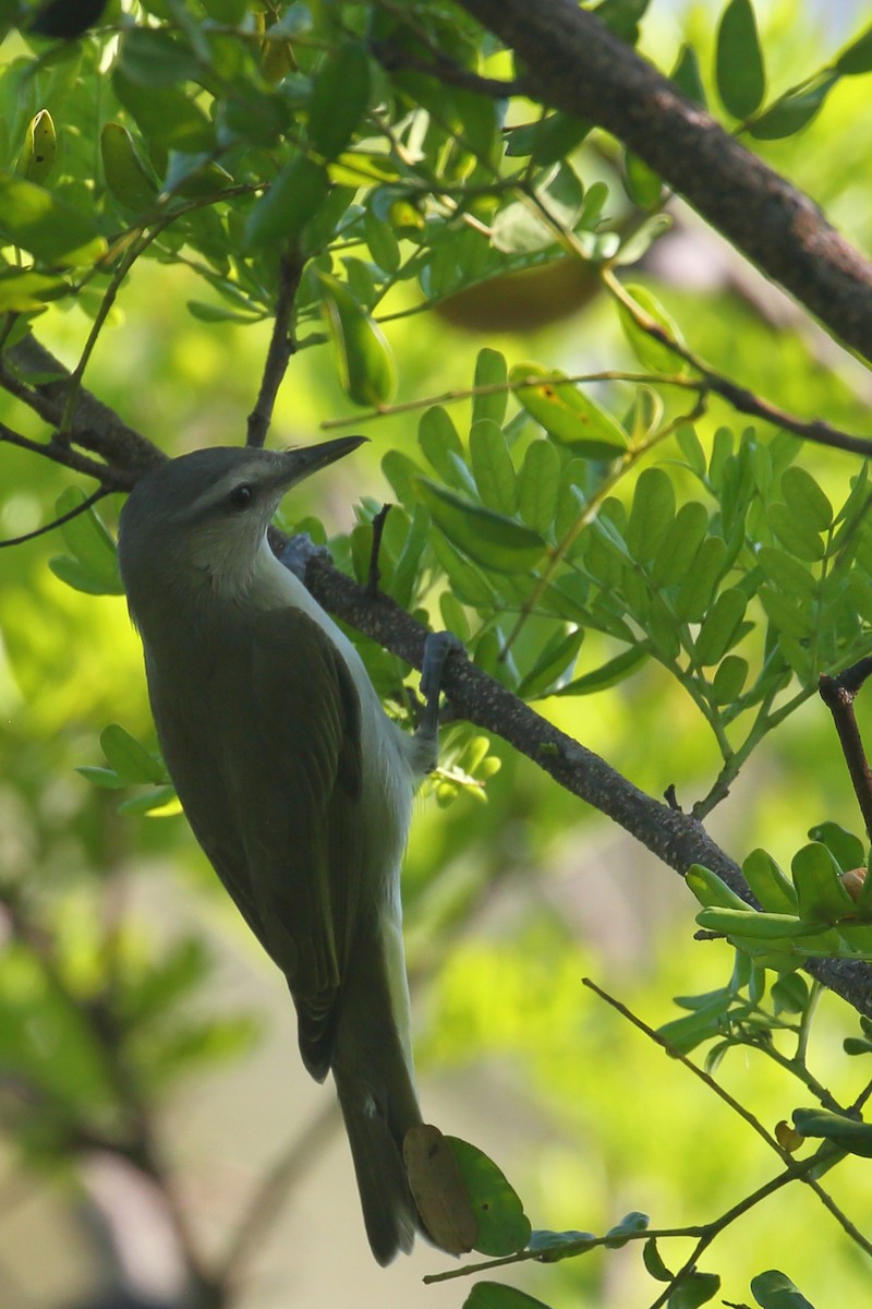 Black-whiskered Vireo - Bruce Robinson