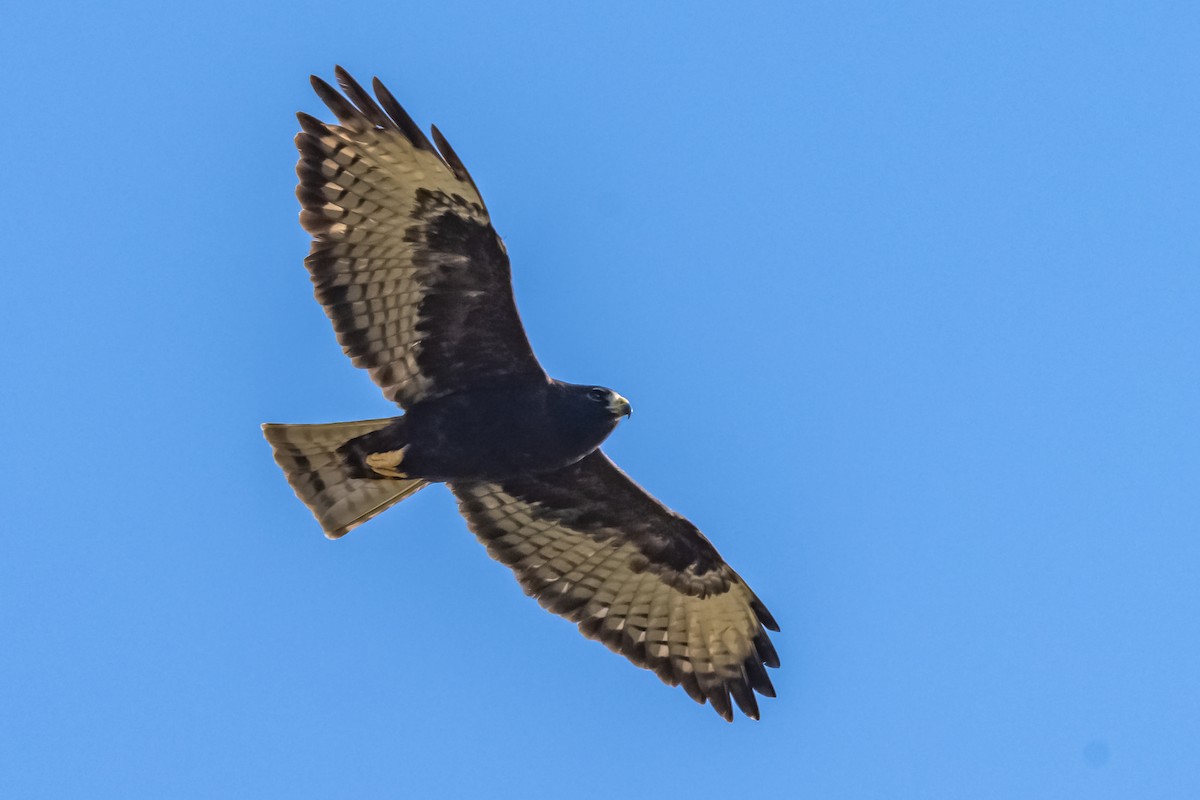 Short-tailed Hawk - ML572073551