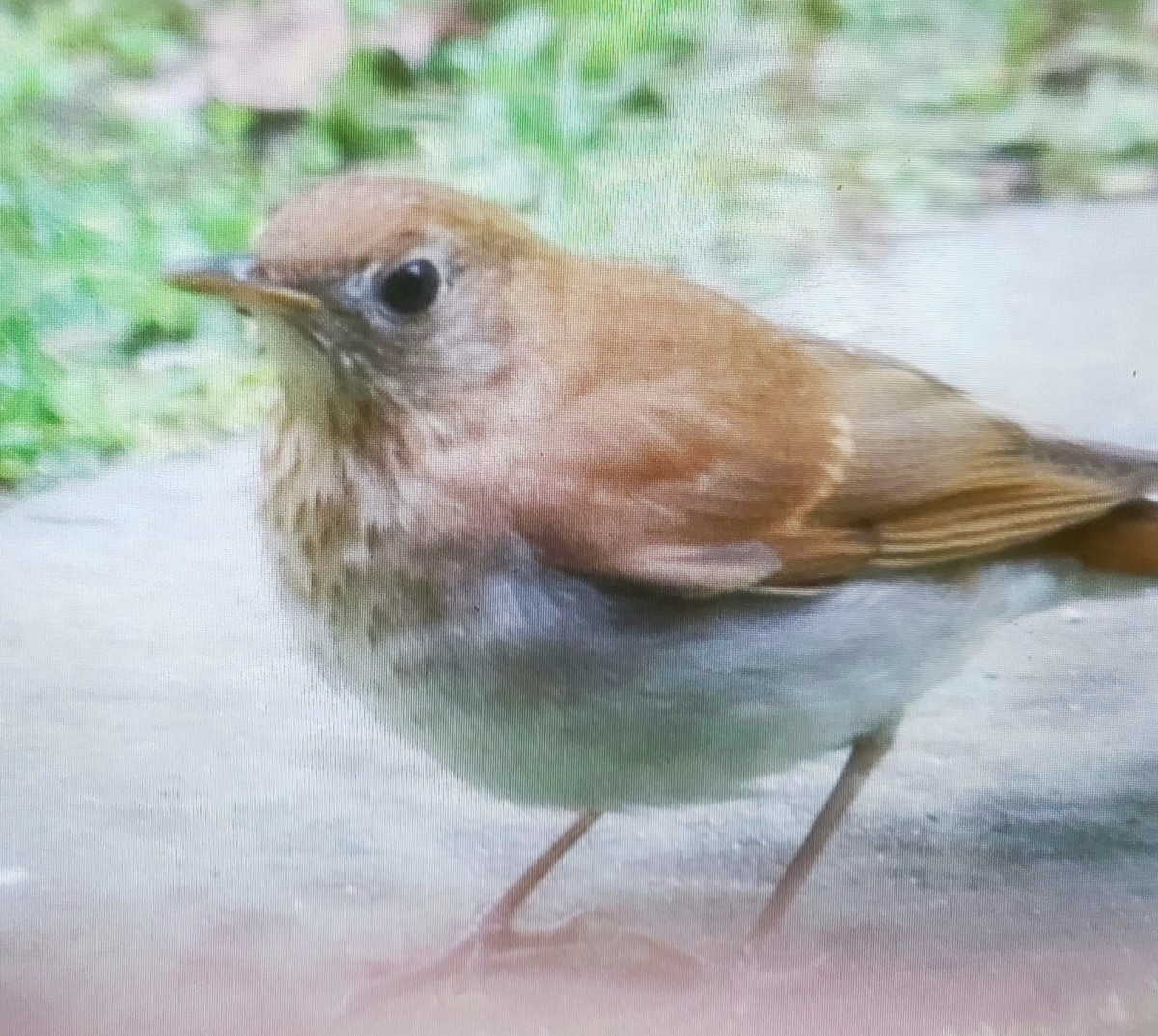 Veery - ML572073771