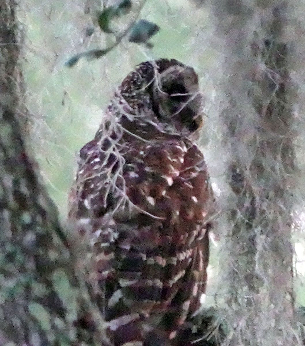 Barred Owl - ML572073981