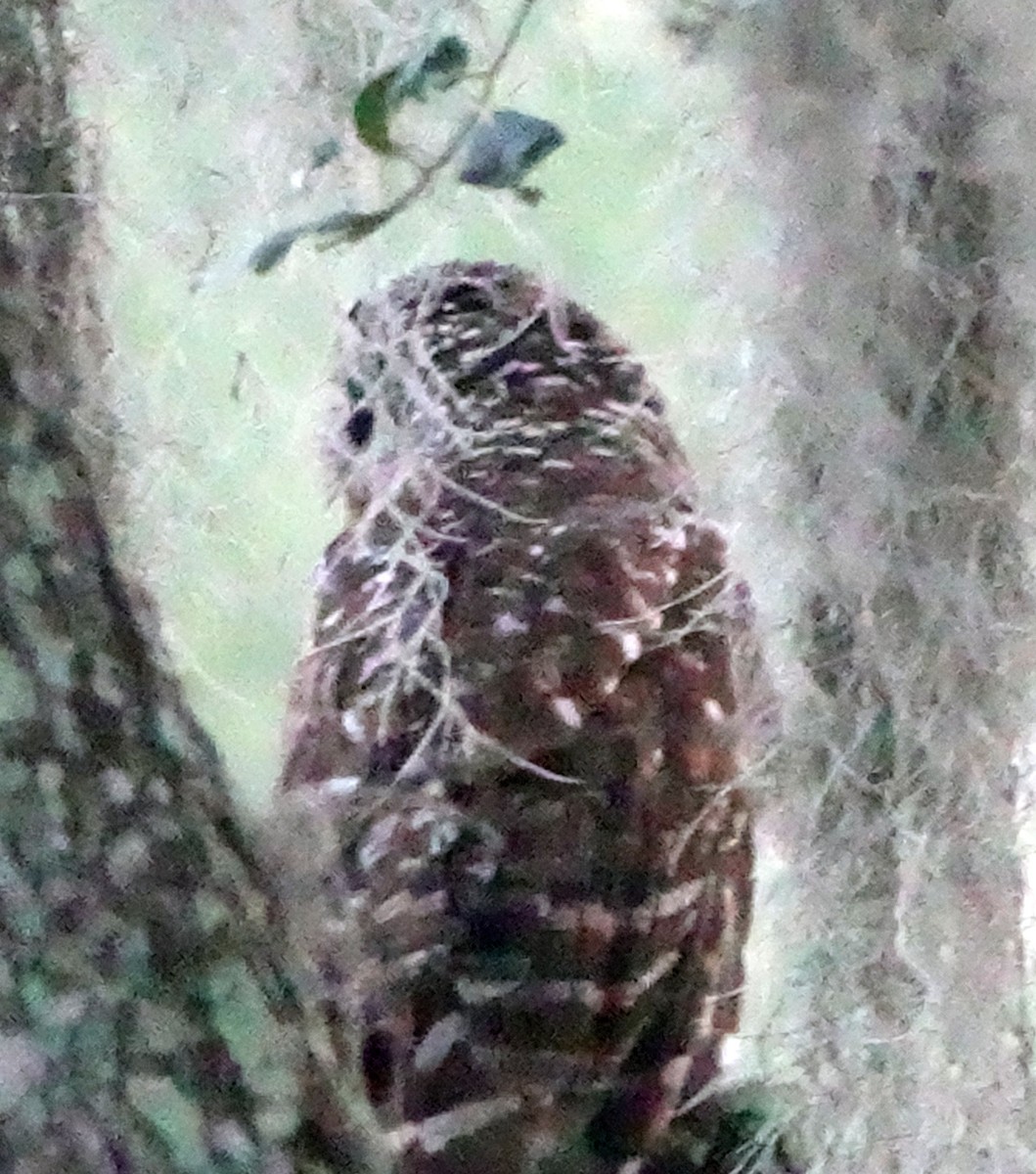 Barred Owl - ML572073991