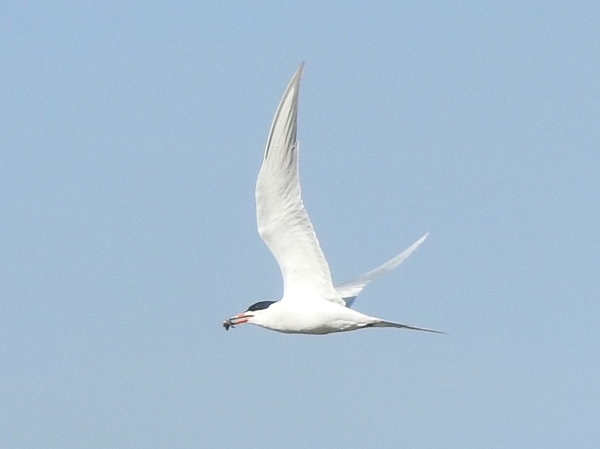 Forster's Tern - ML572074321