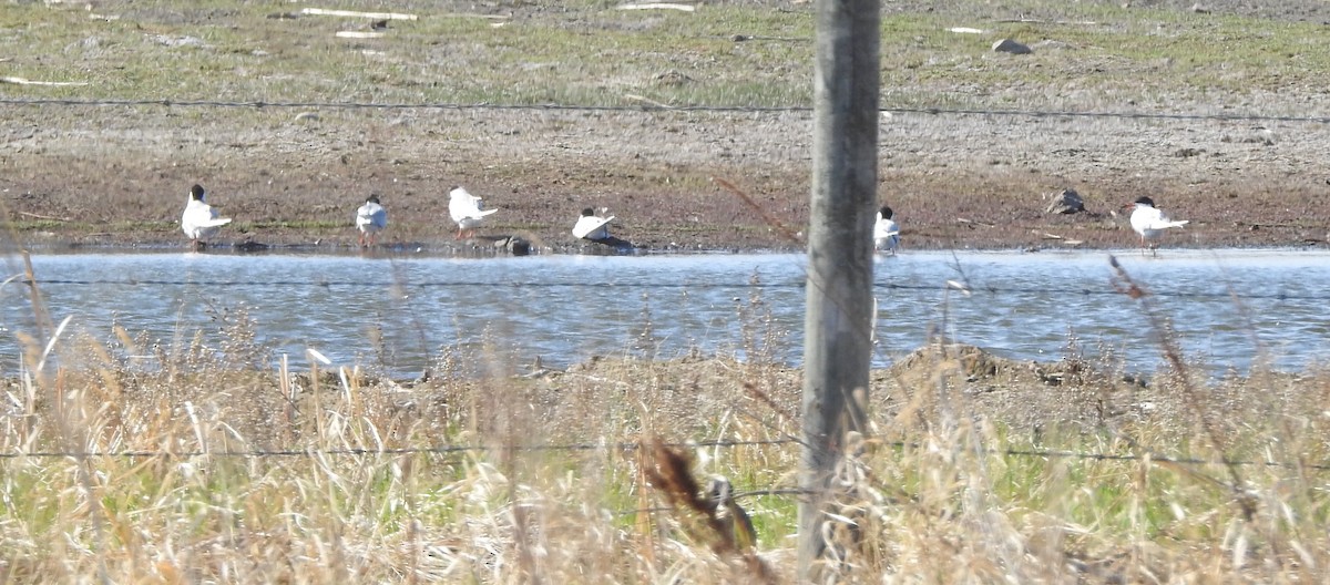 Forster's Tern - ML572074341