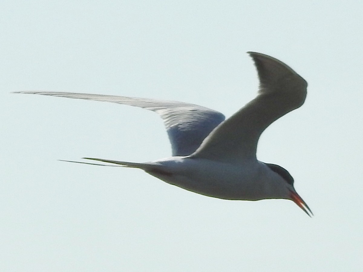 Forster's Tern - ML572074611