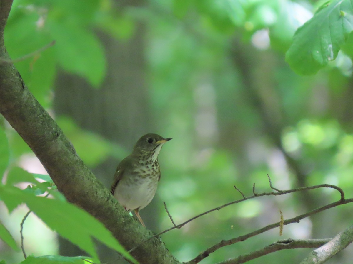 Gray-cheeked/Bicknell's Thrush - Lea Shaw