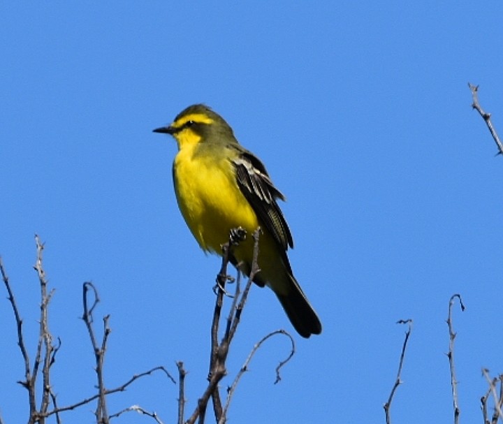 Yellow-browed Tyrant - María Angélica Hüwel