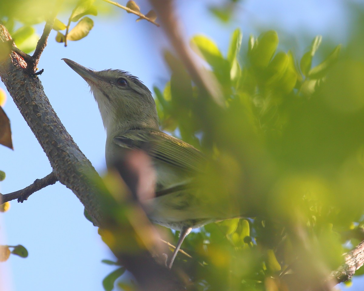 Black-whiskered Vireo - Bruce Robinson