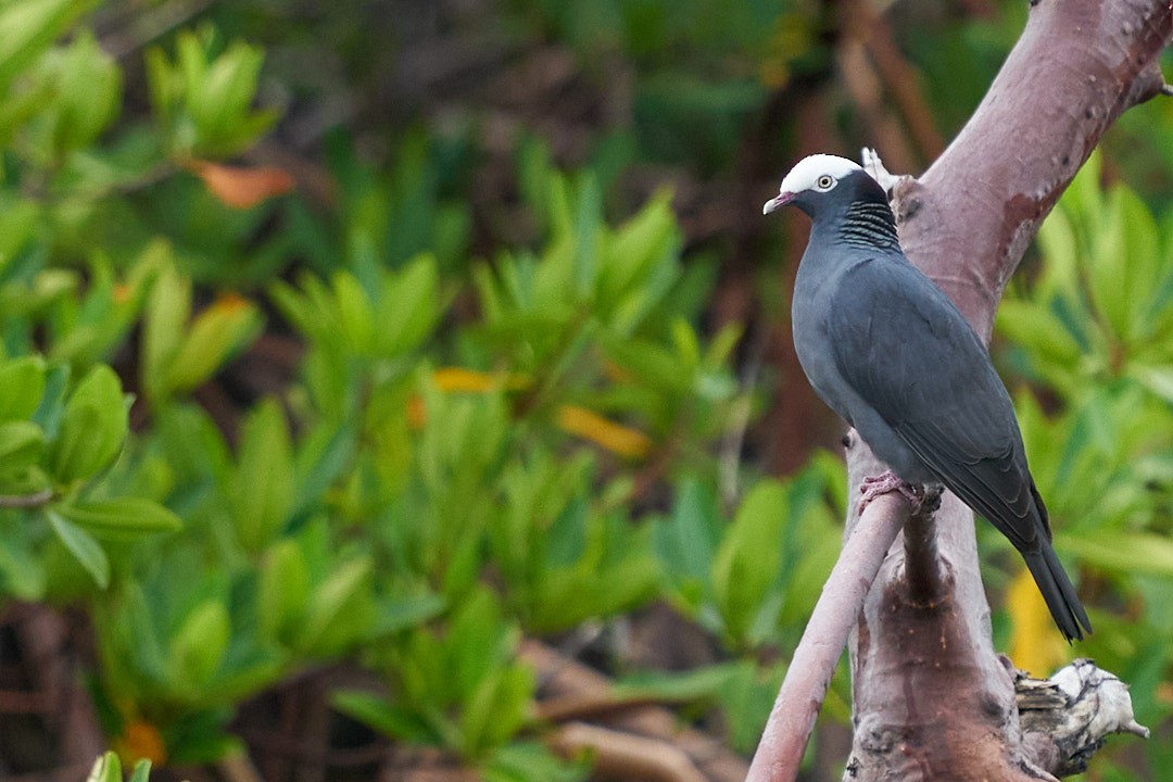 White-crowned Pigeon - ML572077391