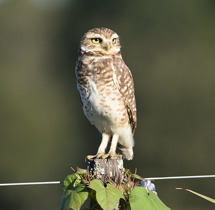 Burrowing Owl - María Angélica Hüwel