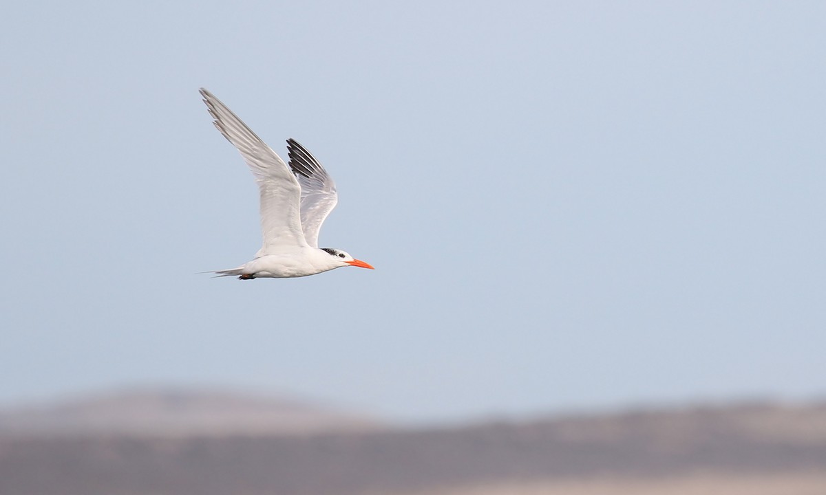 Royal Tern - ML572078731